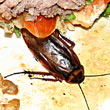 Karaluch