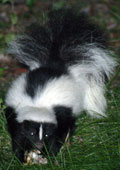 Skunks